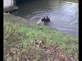 deventer-gekken
