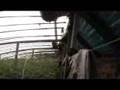 Greenhouse in China - Tomato Garden