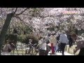 水面に映る松と桜