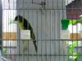 Green Singer(S.mozambicus)XAfrican Citril(S. citrinelloides)