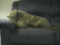 funny animal clips!