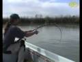 IRON - Silurus Glanis - Catfish from Kazakhstan