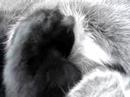 Luna 3 baby\ Luna 3 baby\