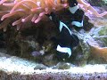 Black Ocellaris Clownfish Spawning Mating Laying Eggs Black Ocellaris Clownfish Spawning Mating Laying Eggs