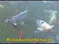 Koi feeding Koi feeding