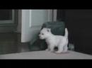 Our West Highland White Terrier puppy