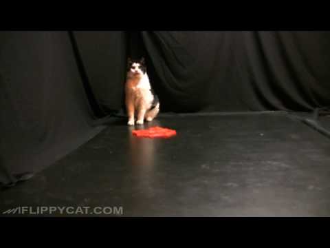Stalking FlippyCat