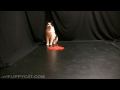 Stalking FlippyCat