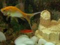 ahaha, meus peixes ;o 