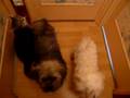 les berrichons-minou-le clan toutout