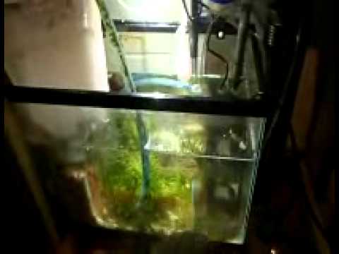 how to eliminate nitrates in aquarium