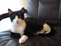 Gatos en adopción