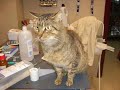 Gatos en adopción Gatos en adopción