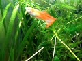 alevines de guppy alevines de guppy