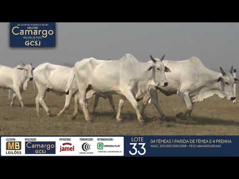 DE OLHO NA FAZENDA NELORE CAMARGO