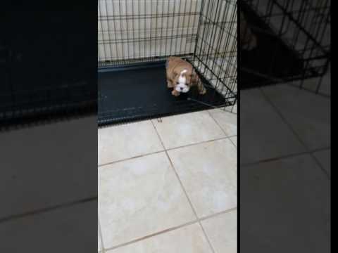 Male puppy 1 available now