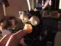 furby circuit bend...