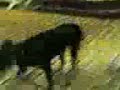 Cole Walking