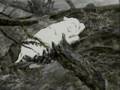 Wolf's Rain: Gravity of it all
