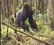 Gorilla Silberrücken trommelt kraftstrotzend seine Brust -- RUANDA 1992