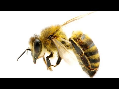 how to relieve bee sting