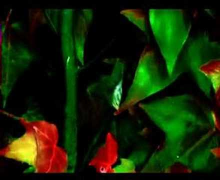 Helen Shapiro - No trespassing
