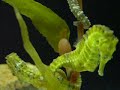 Yellow Seahorse Yellow Seahorse