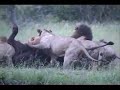 Wicked Sweet!  7 Lions Attack a Buffalo