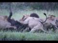Wicked-Sweet-7-Lions