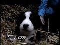 Hundebabys Hundebabys