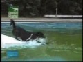 amazing-dog.html