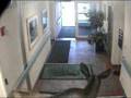 Moose checks out Alaska Regional Hospitals ER.  ...