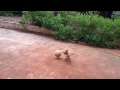 Essa cachorrinha faz cada coisa com uma bola que só vendo pra crer!!!! Conheça a Cindi, a cachorrinha boa de bola!