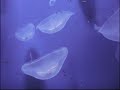 meduse a Genova, jellyfish e qualle
