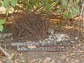 Bowerbird