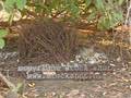 Bowerbird - or - how to impress a lady