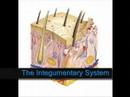 11 Systems of the Body Health Project