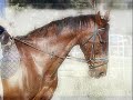 Cyberhorse Members