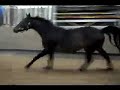 ROSENKOENIG x GRANNUS GELDING- 4 yrs