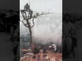 Patriote Vienamese song