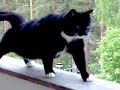 Murry the cat Murry the cat