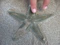 Starfish - Estrela do Mar Starfish - Estrela do Mar