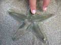 Starfish - Estrela do Mar
