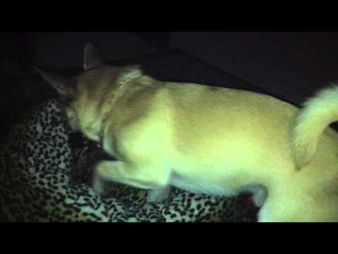 Nani Sex Tape | Agora Daily Flux