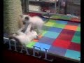 Siamese kittens playing / fighting in Seoul, Korea Siamese kittens playing / fighting in Seoul, Korea