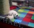 Siamese kittens playing / fighting in Seoul, Korea