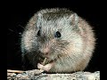 DNA and behavior in animals: Vasopressin