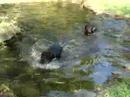 Face and Tuffy in the Pool ( Rottweiler)