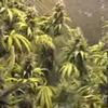 Coolantros Growroom 2 Coolantros Growroom 2