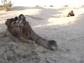 Sahara au lever du jour
